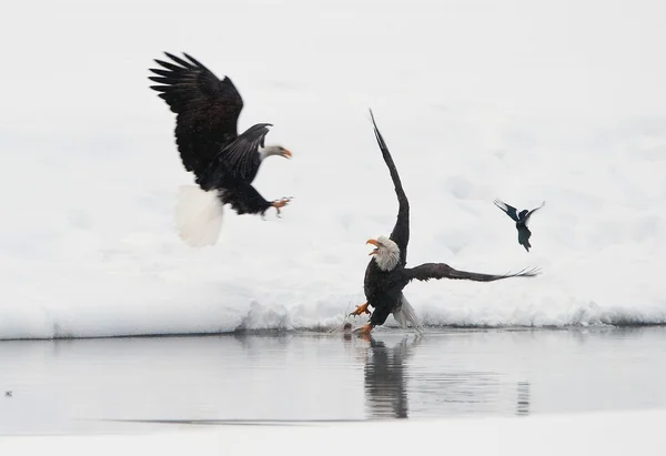 Luta contra as águias-carecas (Haliaeetus leucocephalus ) — Fotografia de Stock