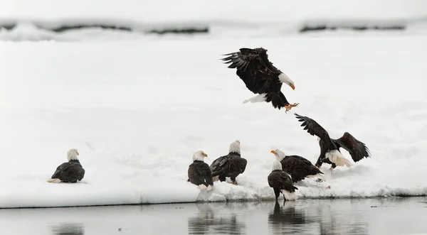 Lucha contra las águilas calvas (Haliaeetus leucocephalus ) —  Fotos de Stock