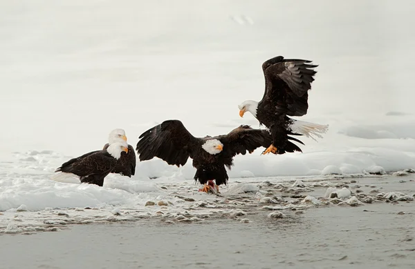 Voederen van Bald eagles (Haliaeetus leucocephalus) — Stockfoto