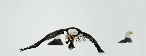 stock image Feeding of Bald eagles (Haliaeetus leucocephalus)