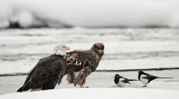 Bald eagles (Haliaeetus leucocephalus) en ekster — Stockfoto