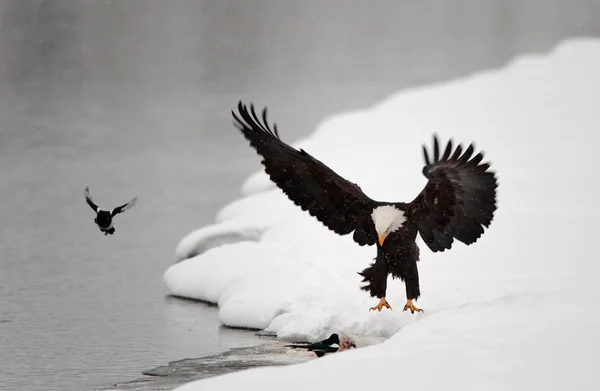 Bald eagle landde — Stockfoto