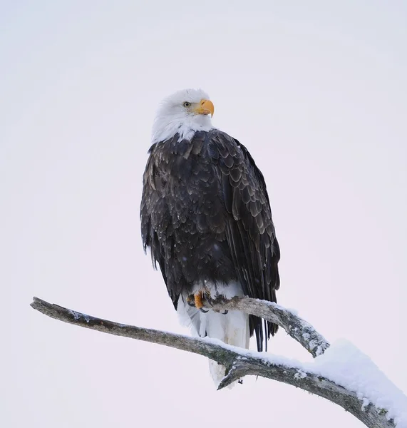 Φαλακρός αετός σκαρφαλωμένο σε κλάδο — Φωτογραφία Αρχείου