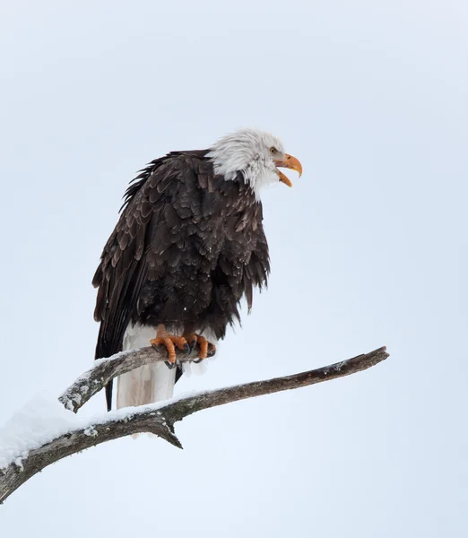栖息在树枝的秃头鹰 — 图库照片