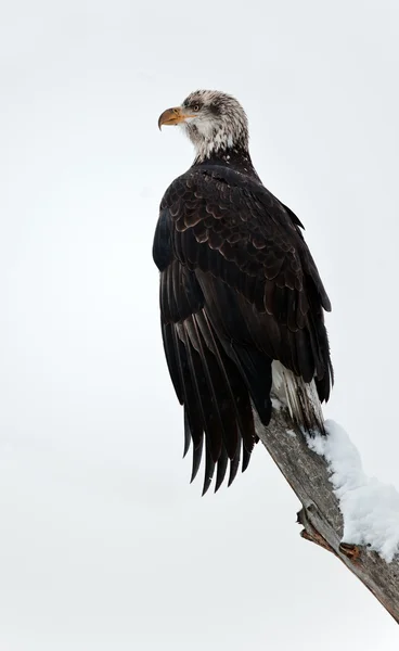 Aquila calva appollaiata su ramo — Foto Stock
