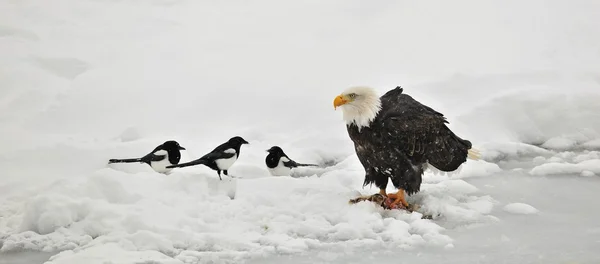 Bald eagle utfodring — Stockfoto