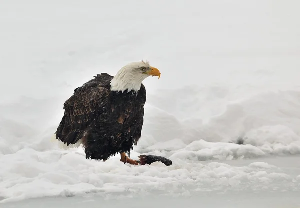 Alimentación águila calva — Foto de Stock