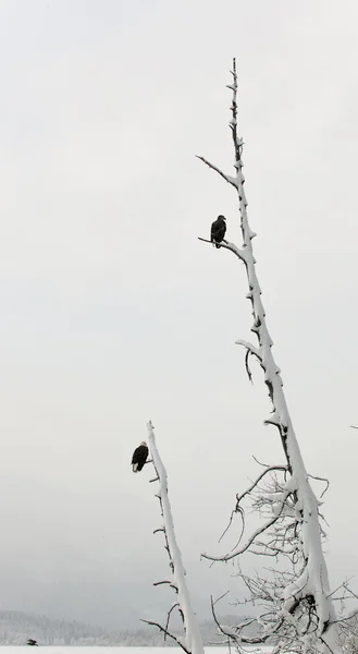 Águias carecas empoleiradas no ramo — Fotografia de Stock