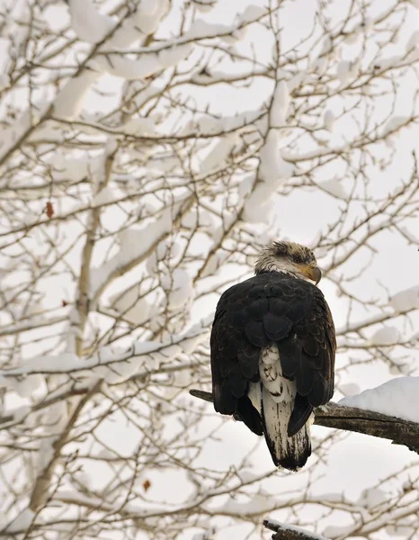 栖息在树枝的秃头鹰 — 图库照片