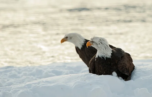 Dwa łyse orły na śniegu — Zdjęcie stockowe
