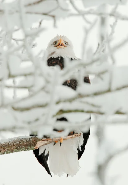 Bald eagle i snö gren — Stockfoto