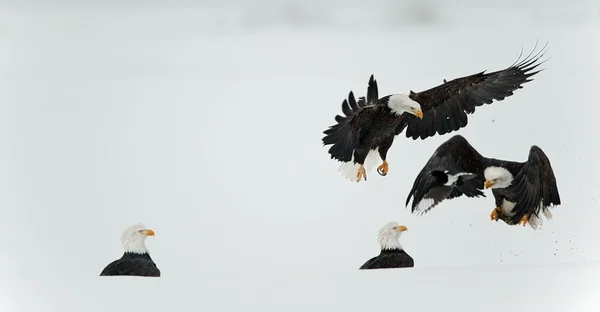 stock image Fighting Bald eagles (Haliaeetus leucocephalus)