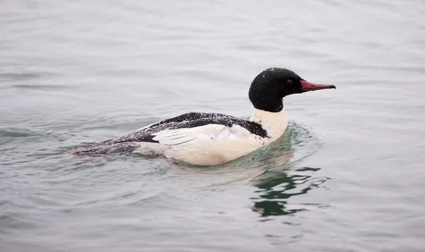 stock image Common Merganser ( Mergus merganser ) Adult Male swimming