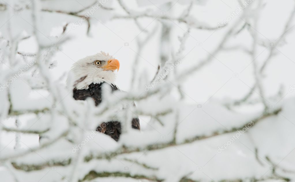 Bald eagle in snow branch