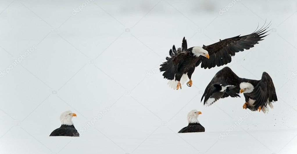 Fighting Bald eagles (Haliaeetus leucocephalus)