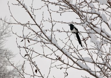 Black-billed magpie (Pica hudsonia) perched on a tree clipart