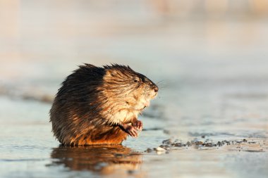 Sunset Muskrat in winter clipart