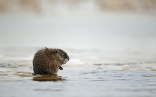 Ratto muschiato svernante (Ondatra zibethicus) sul bordo del ghiaccio — Foto Stock