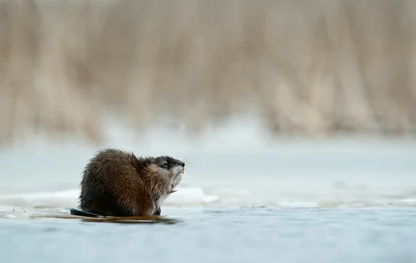 打呵欠麝鼠 (麝鼠 zibethicus) 上冰块的边缘 — 图库照片