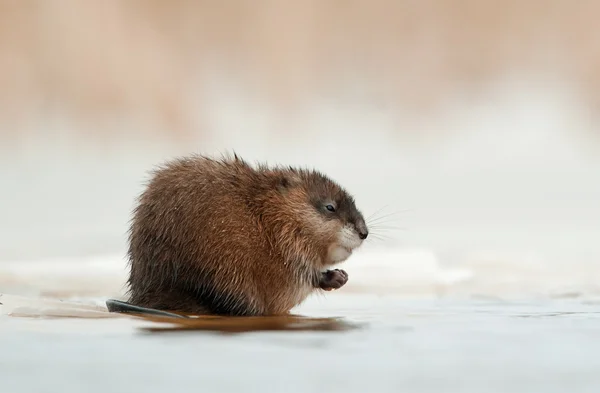 Rato-almiscarado-de-inverno (Ondatra zibethicus) na borda do gelo — Fotografia de Stock