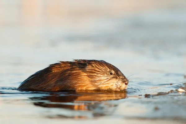 stock image The muskrat gets out of water