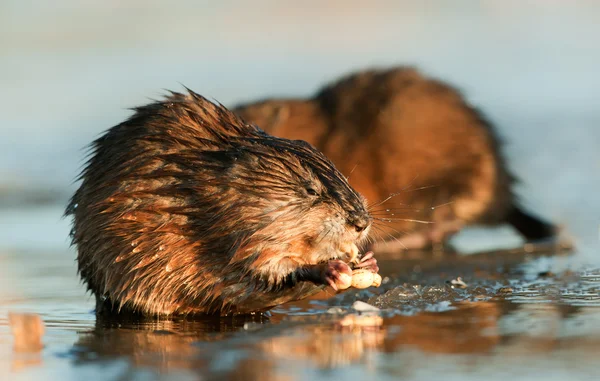 Eating Muskrat — Stock Photo, Image