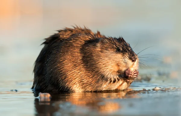 Comer rata almizclera —  Fotos de Stock