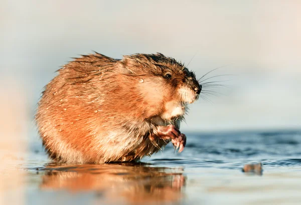 Misk faresi yemek — Stok fotoğraf