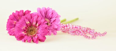 Üç pembe gerbera