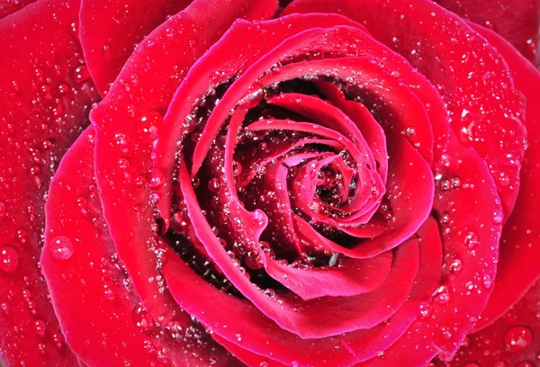 Rose rouge avec des gouttelettes — Photo