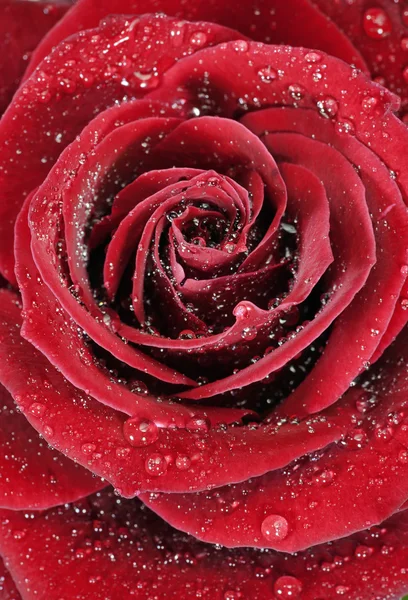 Red rose with droplets — Stock Photo, Image