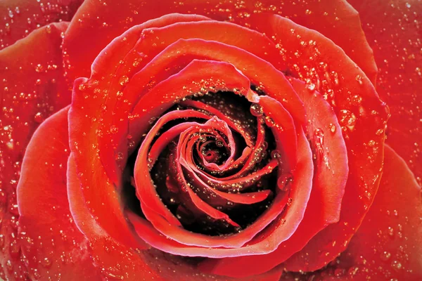 Rosa Roja con gotitas Fotos De Stock
