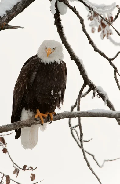 Bald eagle perched on branch Stock Photo