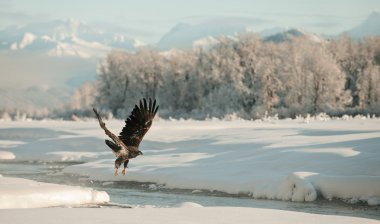 Bald Eagle flying clipart