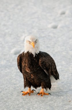 yakın çekim bald eagle portresi