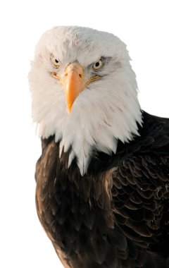 Yakın çekim portre kel kartal (Haliaeetus leucocephalus washingtoniensis)