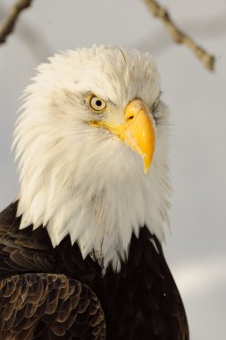 Close up Portrait of a Bald Eagle clipart
