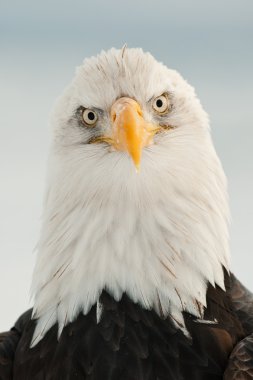 yakın çekim bald eagle portresi