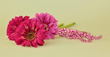 Üç pembe gerbera