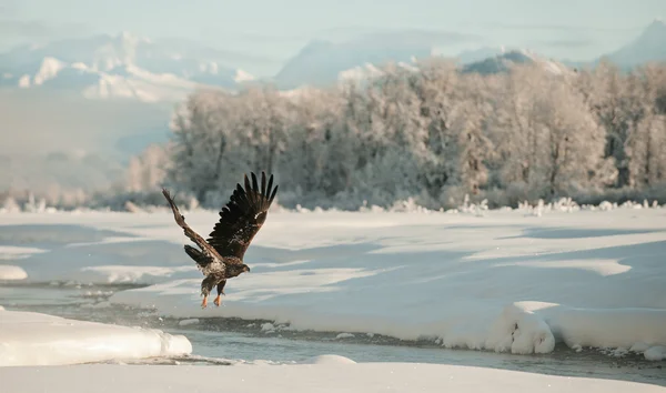 Águia careca voando — Fotografia de Stock