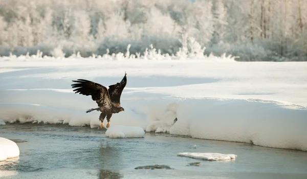 Weißkopfseeadler fliegt — Stockfoto