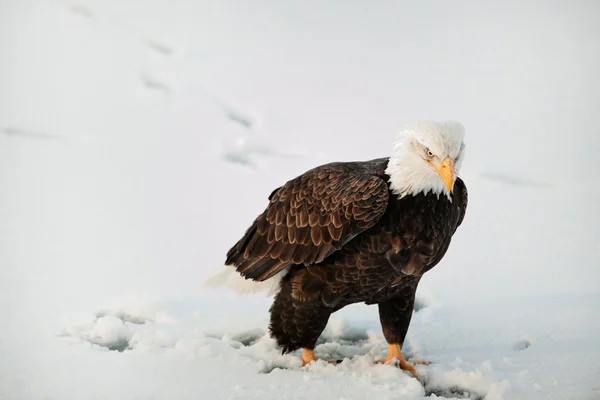 Retrato de cerca del águila calva — Foto de Stock