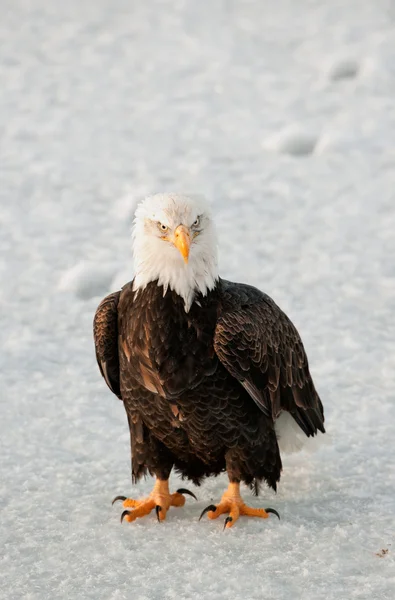Close-up πορτρέτο της φαλακρός αετός — Φωτογραφία Αρχείου