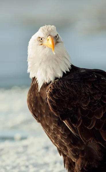Портрет лысого орла крупным планом — стоковое фото