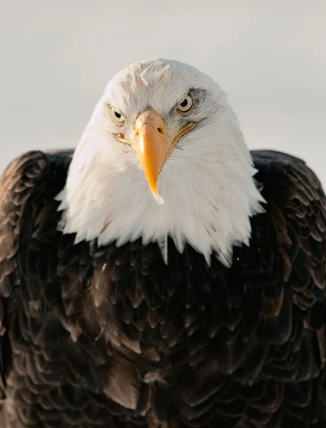 Портрет лысого орла крупным планом — стоковое фото