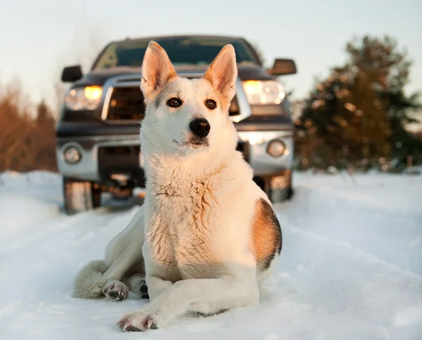 Retrato de invierno de un perro . — Foto de Stock