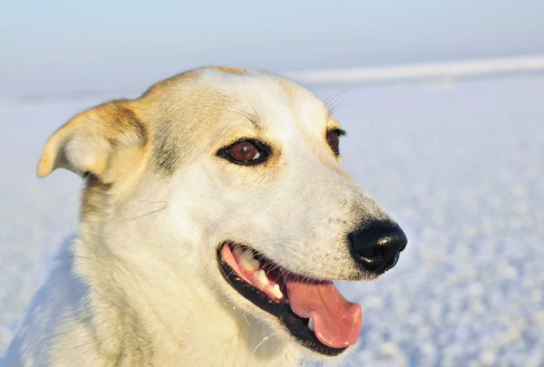 Porträtt av en hund. — Stockfoto
