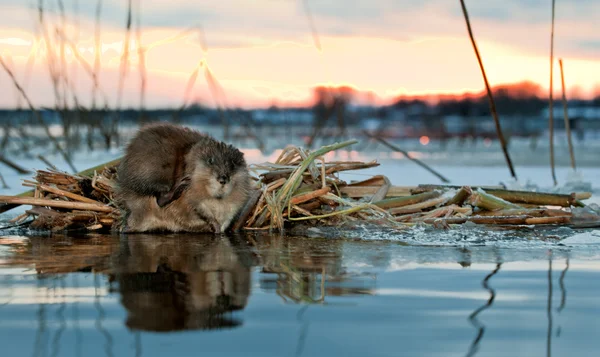 Rat musqué sur un coucher de soleil . — Photo