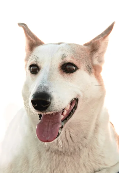 Porträt eines Hundes. — Stockfoto