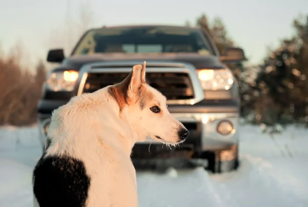 Zimní portrét psa. — Stock fotografie